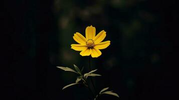 ai generativo soltero amarillo flor en un oscuro foto