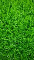 AI Generative green grass background and texture photo