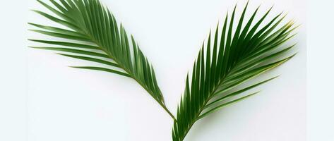 AI Generative palm leaves on a white background photo