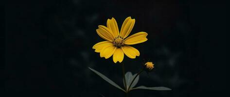 ai generativo soltero amarillo flor en un oscuro foto