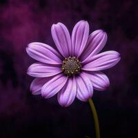 AI Generative purple flower with dark purple background photo