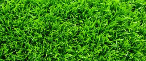 AI Generative green grass background and texture photo