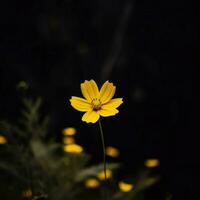 ai generativo soltero amarillo flor en un oscuro foto