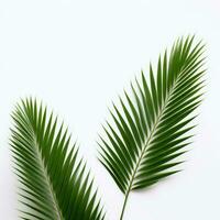 AI Generative palm leaves on a white background photo