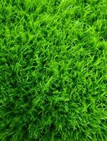 AI Generative green grass background and texture photo