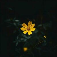 AI Generative single yellow flower in a dark photo