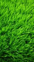 AI Generative green grass background and texture photo