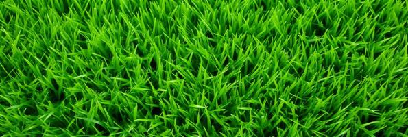 AI Generative green grass background and texture photo