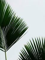 AI Generative palm leaves on a white background photo