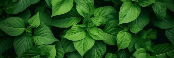 AI Generative green nature leaves photo