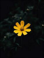 ai generativo soltero amarillo flor en un oscuro foto