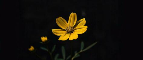 ai generativo soltero amarillo flor en un oscuro foto