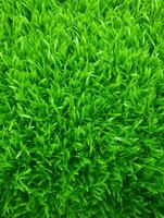 AI Generative green grass background and texture photo