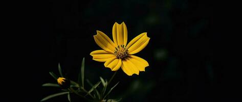 ai generativo soltero amarillo flor en un oscuro foto