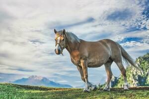 un caballo en el ladera prado foto