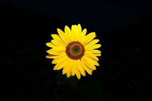 A sunflower on a black background photo