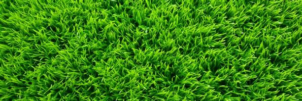 AI Generative green grass background and texture photo