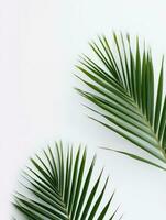 AI Generative palm leaves on a white background photo