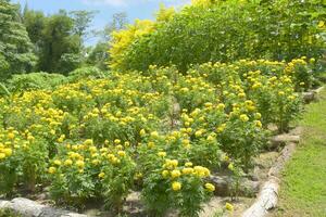 field marigold flower blooming in garden Thailand photo