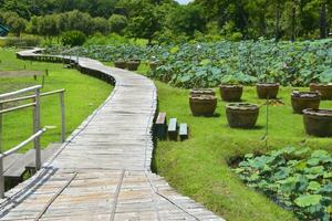 Lotus field in the center of Bangkok near tall buildings and wooden bridges photo