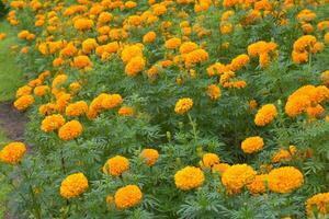 A field of beautiful marigolds blooming in a garden, Bangkok, Thailand photo