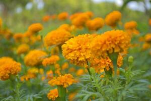 A field of beautiful marigolds blooming in a garden, Bangkok, Thailand photo