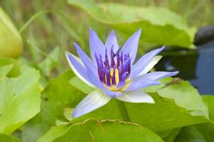 lotus blooming in water garden Bangkok Thailand photo