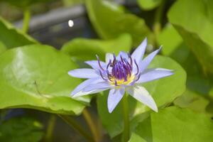 pink purple lotus blooming beauty nature in garden Thailand photo