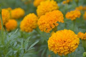 A field of beautiful marigolds blooming in a garden, Bangkok, Thailand photo