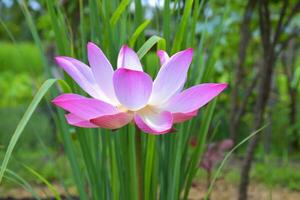 rosado púrpura loto floreciente belleza naturaleza en jardín Tailandia foto