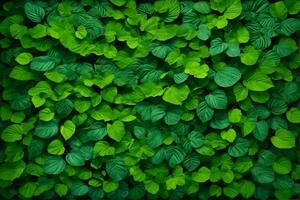 Green Leaves Background, Nature Leaves Wallpaper, Leaves Background, Leaves Wallpaper, AI Generative photo