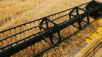 Combine harvester gathers the wheat crop. Wheat harvesting shears. Combines in the field. Steadicam shot. Food industry concept. video