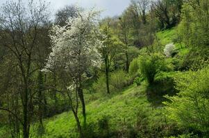 chalancon in ,haute loire,france photo