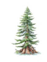 Pine tree watercolor, AI Generative png