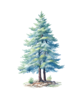 Pine tree watercolor, AI Generative png