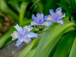 flowers in the garden photo