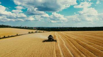 combinare mietitore raccoglie il Grano Ritaglia. Grano raccolta cesoie. combina nel il campo. steadicam sparo. cibo industria concetto. video