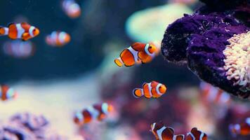 embaixo da agua cena, múltiplo Peixe-palhaço natação dentro anêmona coral recife, simbiose conceito, peixe conhecido Além disso Como Nemo. video