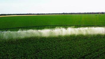 agricoltura irrigazione di azienda agricola campo. automatico artificiale irrigazione di il campo per bene raccolto. inteligente agricoltura eco agricoltura concetto artificiale intelligenza video