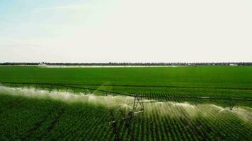 agriculture irrigation of farm field. automatic artificial irrigation of the field for good harvest. smart agriculture eco farming concept artificial intelligence video