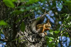 A red squirrel is gnawing a nut on a tree branch photo