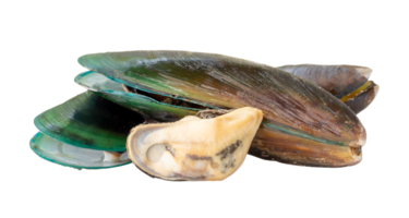 Steamed or cooked food of fresh beautiful green mussels in stack are isolated with clipping path in png file format