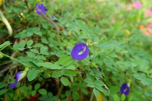 The telang flower plant which has the scientific name clitoria ternatea L. is suitable for natural backgrounds photo