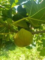 Ripe fig on a tree branch photo