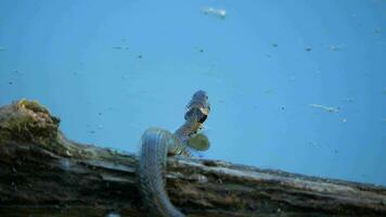 un serpiente en un de madera maletero en el pantano video