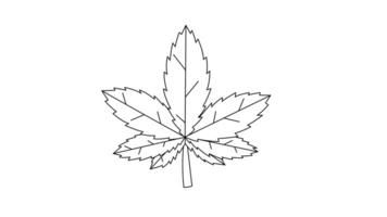 Animation forms a sketch of a marijuana leaf icon video