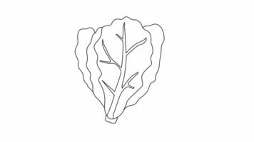 Animation forms a sketch of a lettuce leaf icon video