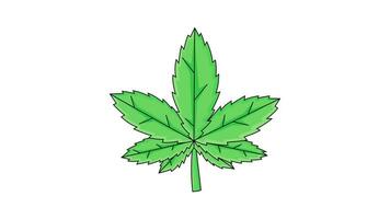 animering former en marijuana blad ikon video