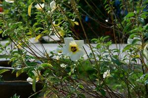 The eight o'clock flower ornamental plant has the scientific name turnera subulata photo