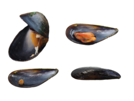 Black mollusk mussel open shell- png